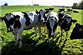 Inquisitive cattle, Lisboy