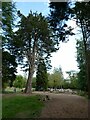 Cupressus macrocarpa beside Dyffryn gardens play area