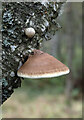 NT6342 : A bracket fungus at Gordon Moss Nature Reserve by Walter Baxter