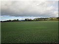 Autumn sown crop near Woolstone