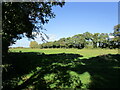 Grass field and line of trees, Chilton Burtle