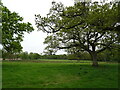 SZ3496 : Grazing and trees, South Baddesley  by JThomas