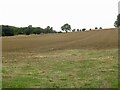 NU1715 : Field beside the Alnwick to Wooler road by Richard Webb