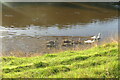 NT8845 : Swan  family  on  the  River  Tweed by Martin Dawes