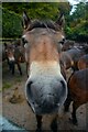 Dulverton : Exmoor Pony