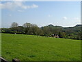 Grazing towards Itchen Farm