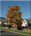 Tree, Bowerland Avenue