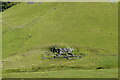 SH5756 : Ruined sheepfold, upper Maesgwm valley by Bill Harrison