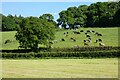 Pasture, Farringdon