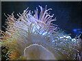 Sea Anemone in Bristol Zoo