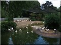 ST5674 : Flamingo lake by Neil Owen