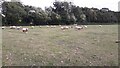 Sheep in field west of Eye Kettleby Hall