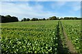 Farmland, Farnham