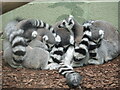 A lie-in of lemurs