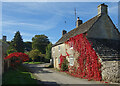 Red Creeper on the Wall