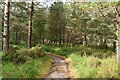NH0162 : Beinn Eighe Buzzard Trail by N Chadwick