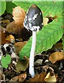 Magpie inkcap, Cromer