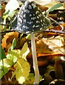 Magpie inkcap, Cromer