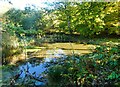 Pond, Cromer