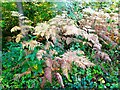 Bracken, Cromer