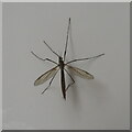 TL3071 : Crane Fly or Daddy Longlegs by M J Richardson