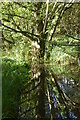 Tree reflection in the River Avon