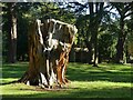 SK5339 : Stump on the lower terrace, Wollaton Hall by Alan Murray-Rust