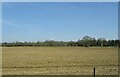 Field near Greatbridge House Farm