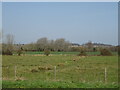 Grazing north of Netherhampton Road 