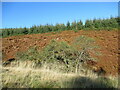 NO0511 : Trees and dead bracken on Clow Hill by Alan O'Dowd