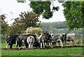NZ1147 : Cattle at feeder by Robert Graham