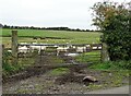 Sheep through the gateway