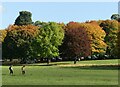 SK5239 : Autumn colours, Wollaton Park by Alan Murray-Rust