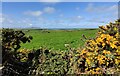 Gorse bushes near Pant Ednyfed