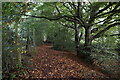 Wooded footpath