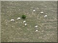 Sheep,  Win Green