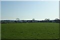 Grazing towards Rushton Farm