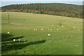 Pasture, St Breock