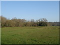 Grazing and woodland, Leigh Common