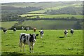 Pasture, Withiel