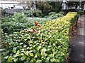 Hedge in Temple Fortune Lane