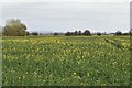 Oilseed rape