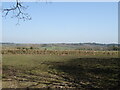 Grazing and hedgerow near Brockhill 