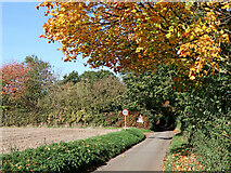 SJ7601 : Autumn colours near Beckbury in Shropshire by Roger  D Kidd