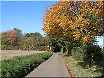 SJ7601 : Maple tree and Badger Lane near Beckbury, Shropshire by Roger  D Kidd