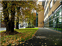 H4572 : Fallen leaves at South West College, Omagh by Kenneth  Allen