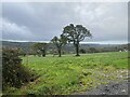 Farmland near Cilau Uchaf