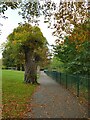 Lime walk in Congleton park