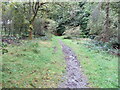 Loch Ard Forest - Footpath near Blairhullichan