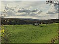 Cattle near Crundalls Farm